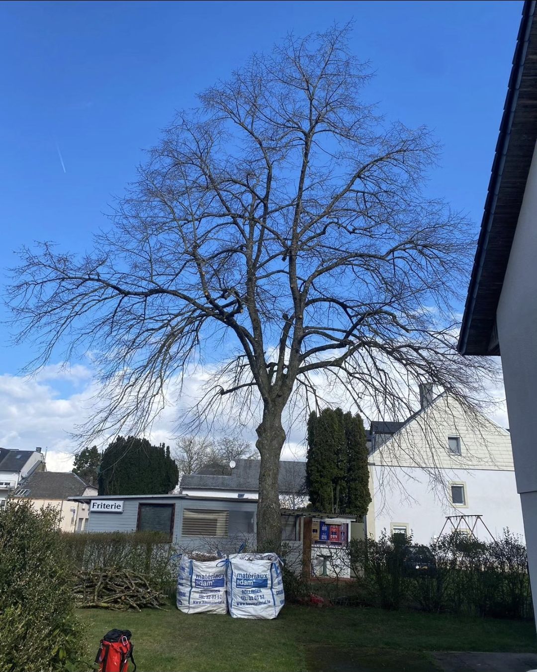 Die Linde nach der Auslichtung
