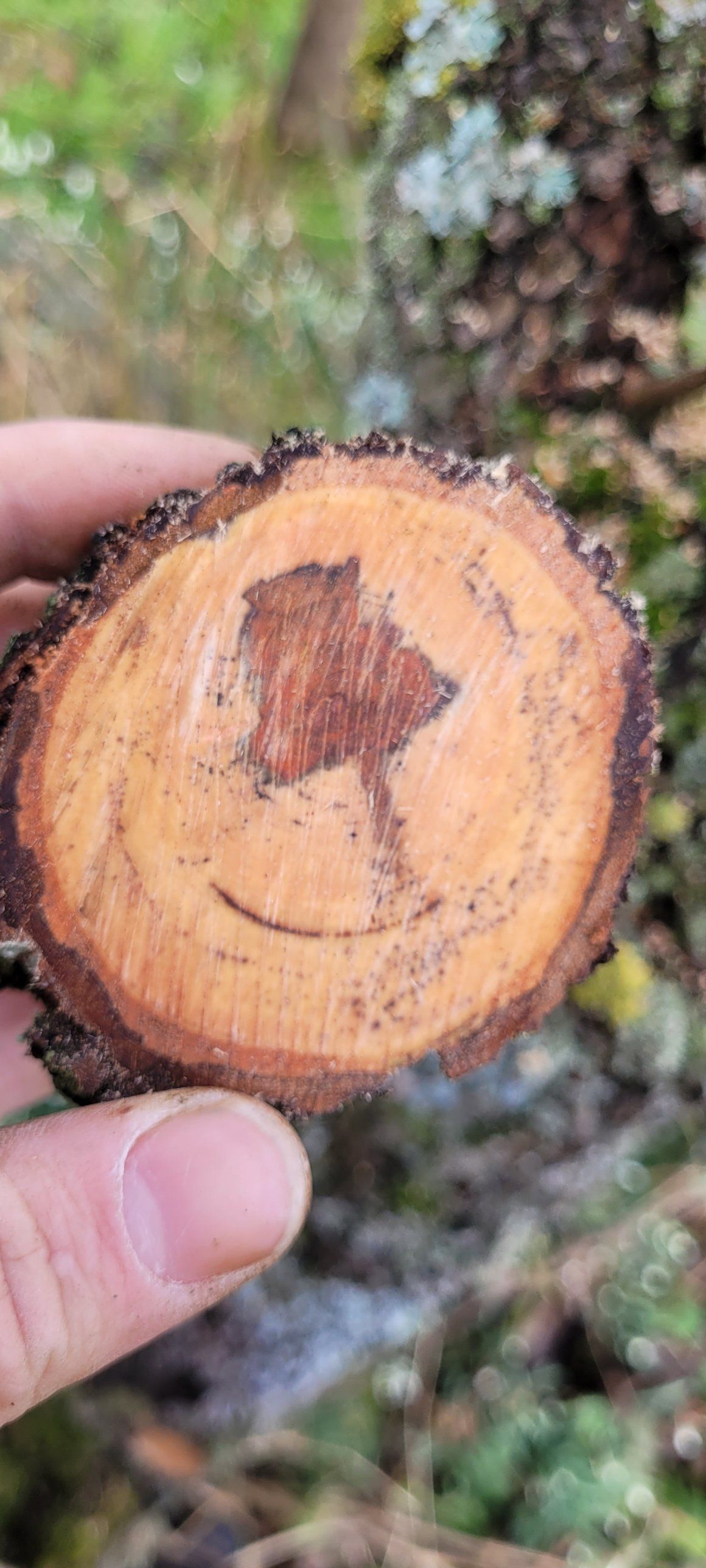 Astscheibe mit Kernverfärbung in der Hand