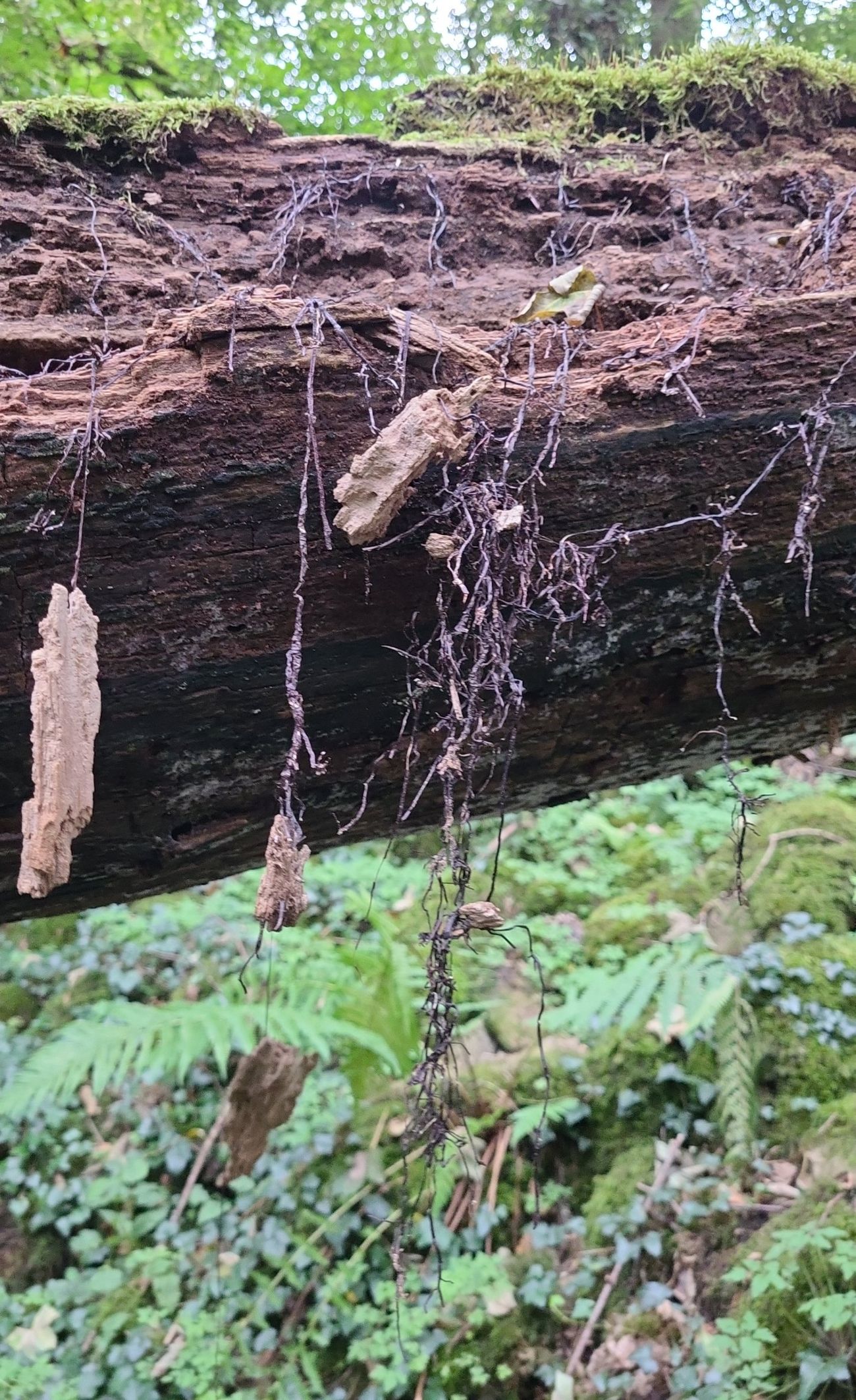Rhizomorphen des Hallimaschs an entrindetem Totholz