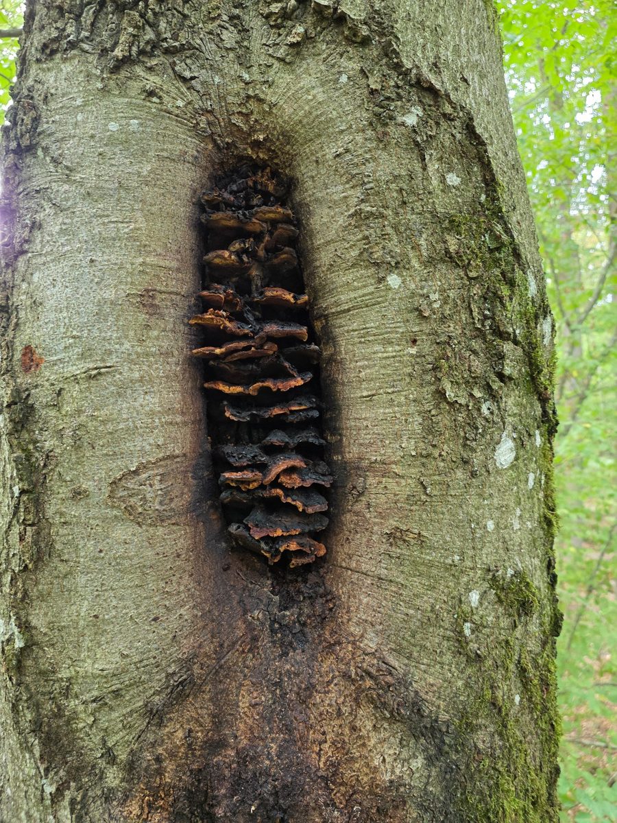 Konsolenpilz in alter Rindenwunde