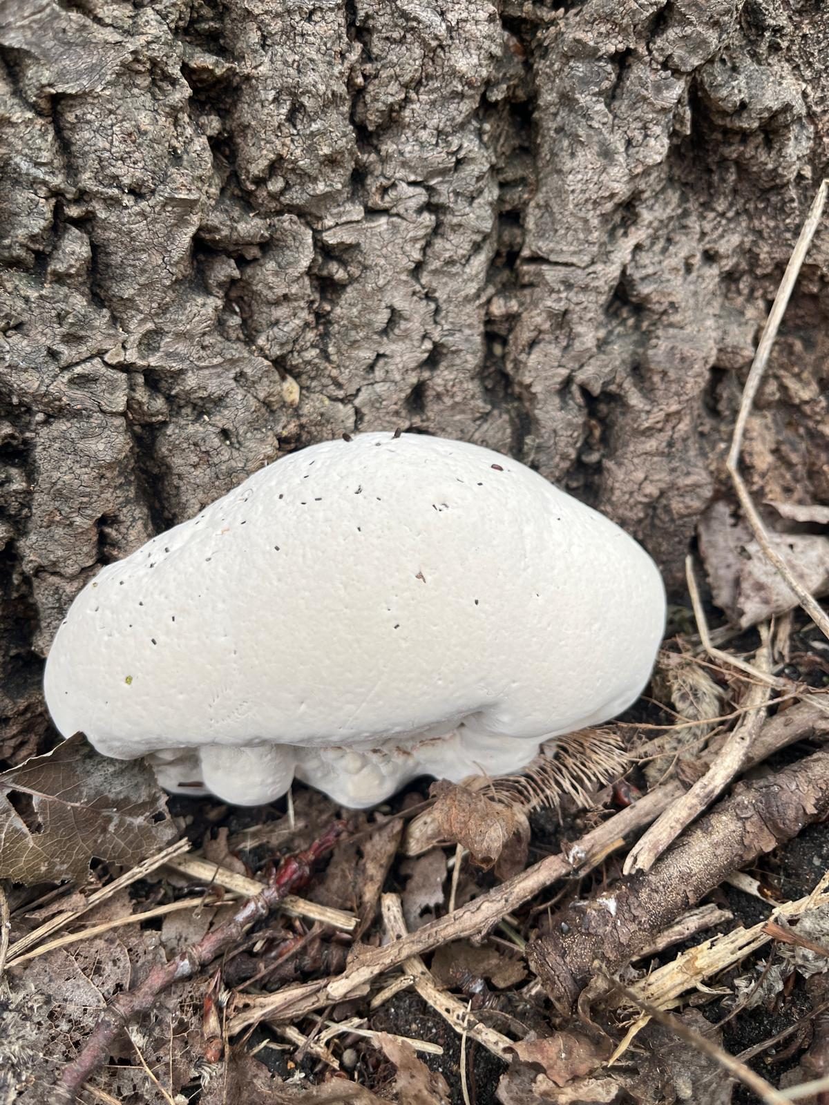 Pilzfruchtkörper am Stammfuß einer Buche