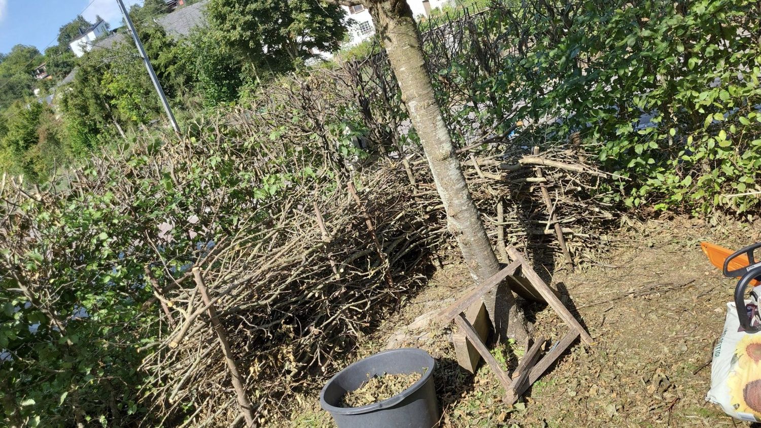 Benjeshecke im Aufbau: Schnittgut zwischen Pfähle geschichtet