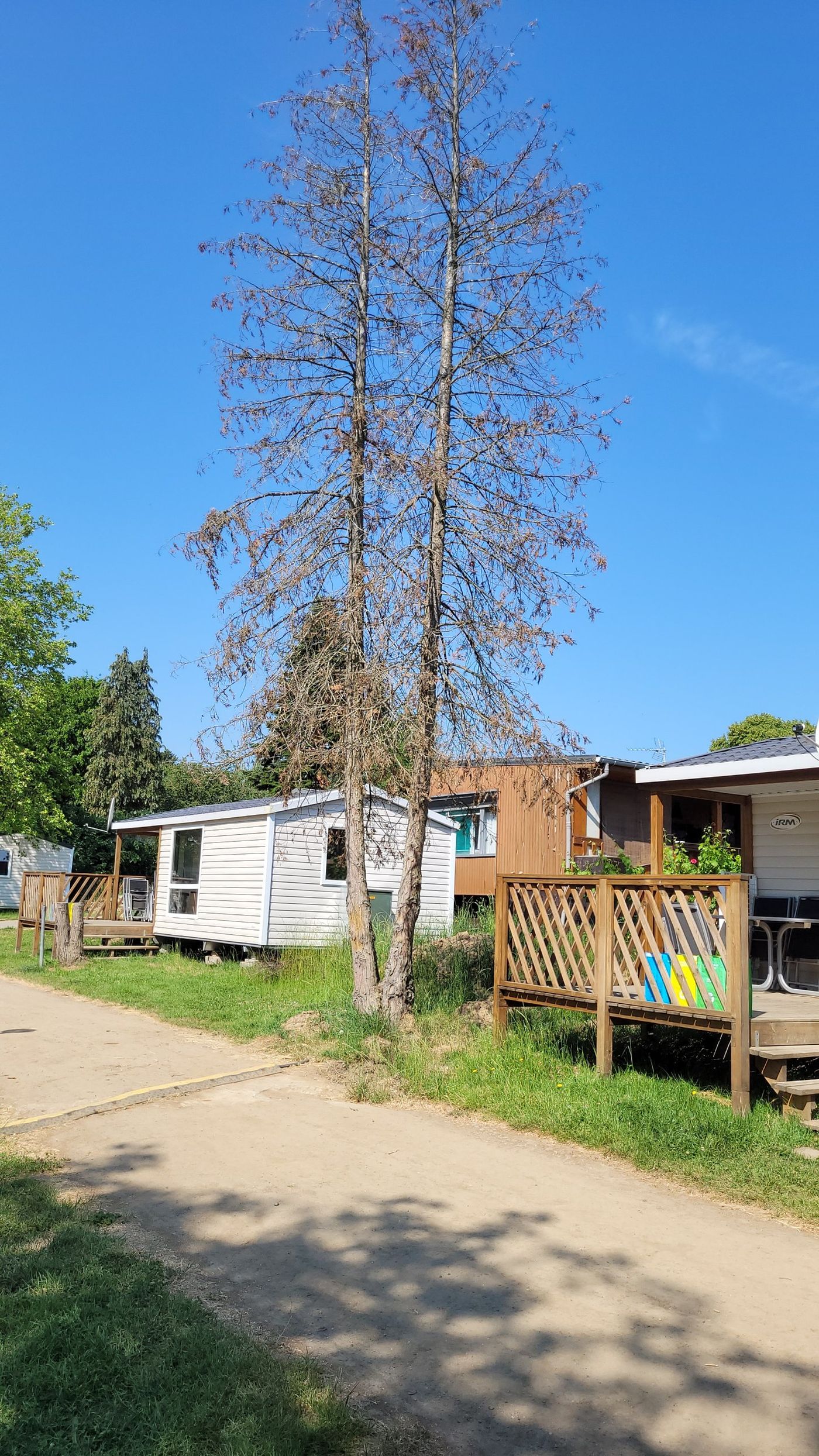 Zwei abgestorbene Bäume zwischen Chalets auf einer Campinganlage