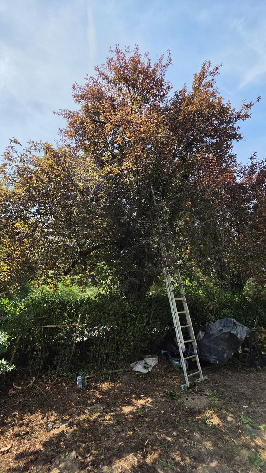Baum mit Leiter und Klettersicherung vor dem Schnitt