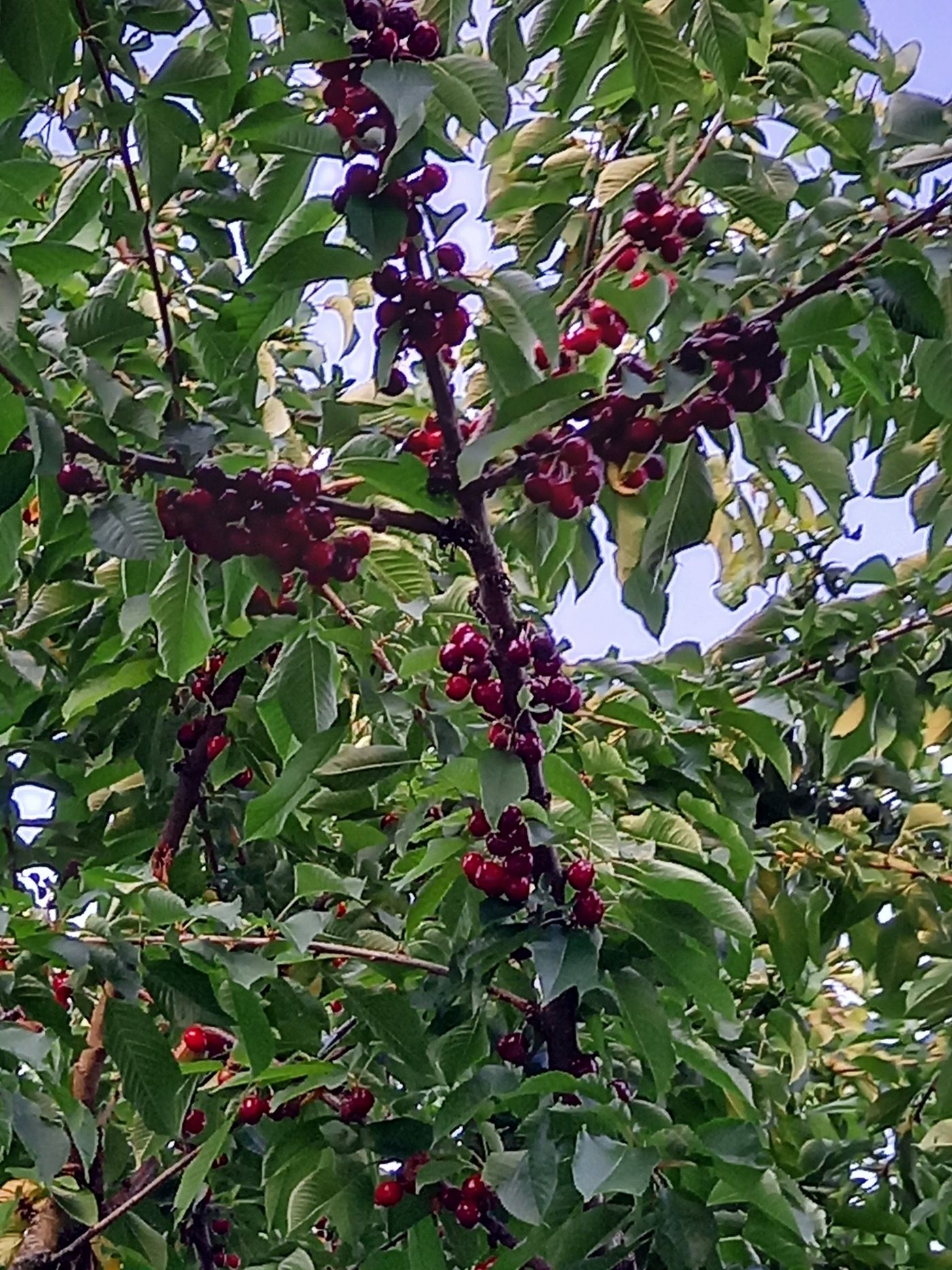 Roter Apfel am jungen Spindelbaum