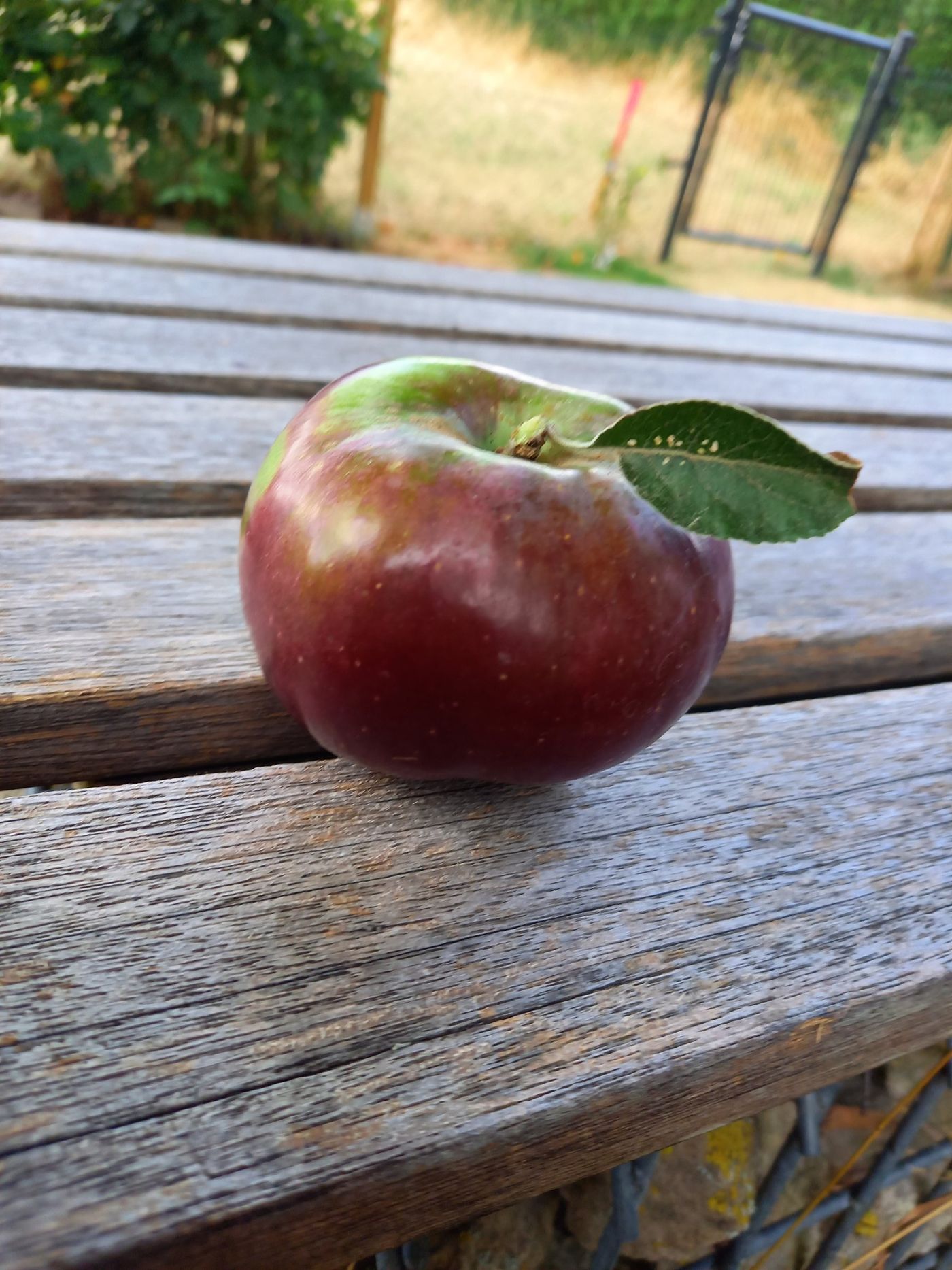 Dunkelroter Apfel mit Blatt auf dem Gartentisch