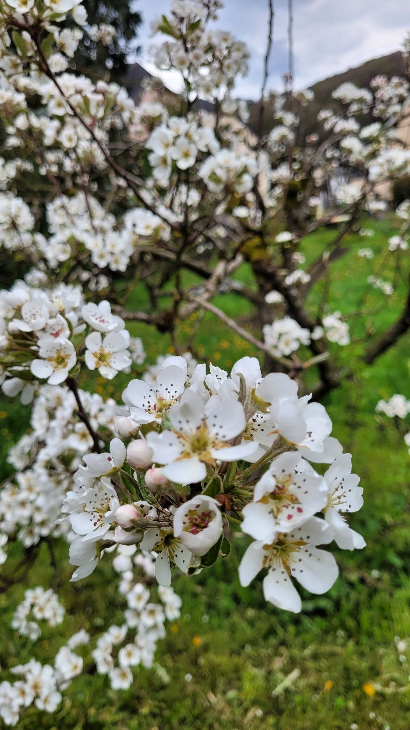 Birnbaum in voller Blüte