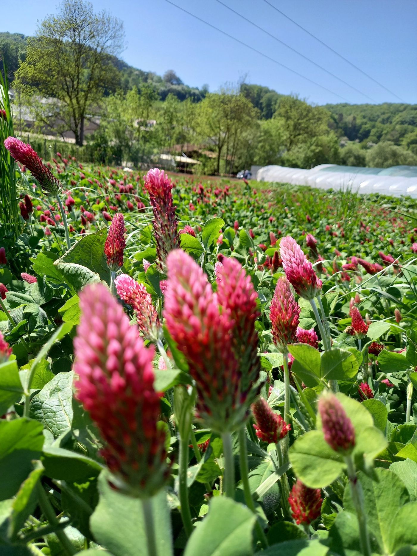 Dunkelrosa Apfelblüte einer rotlaubigen Sorte