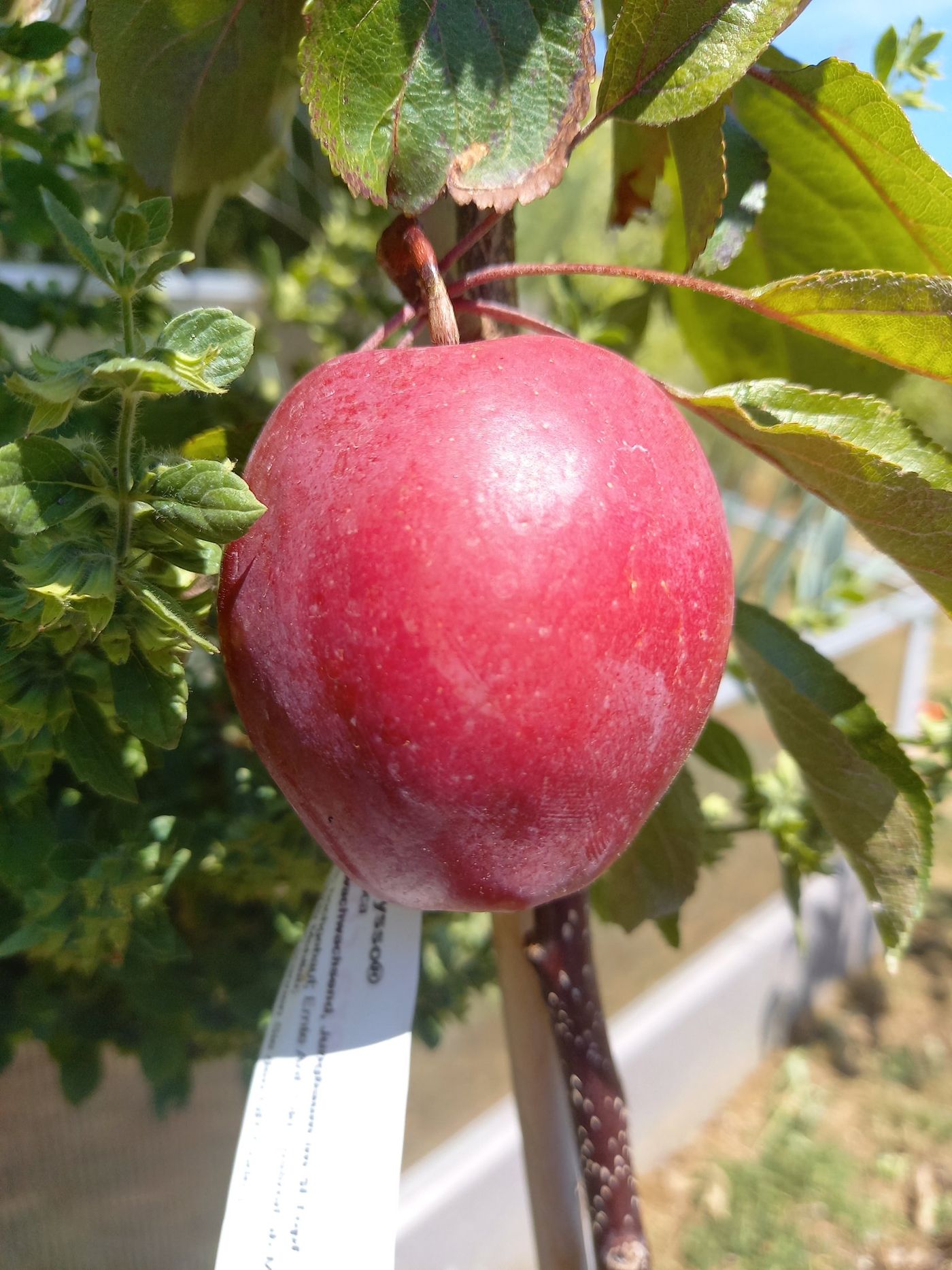 Apfelblüte am jungen Baum
