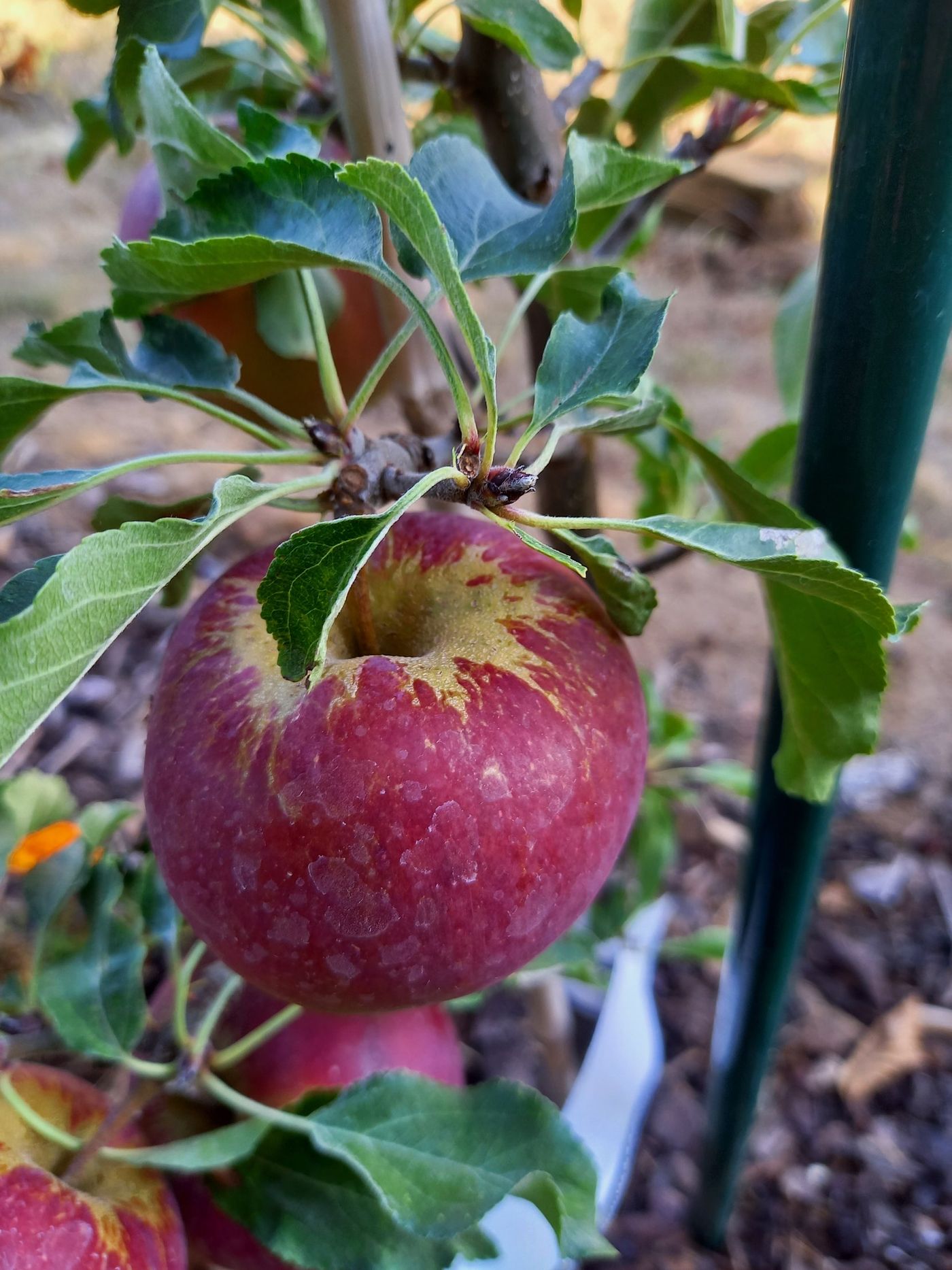 Fruchtholz mit dicken Blütenknospen