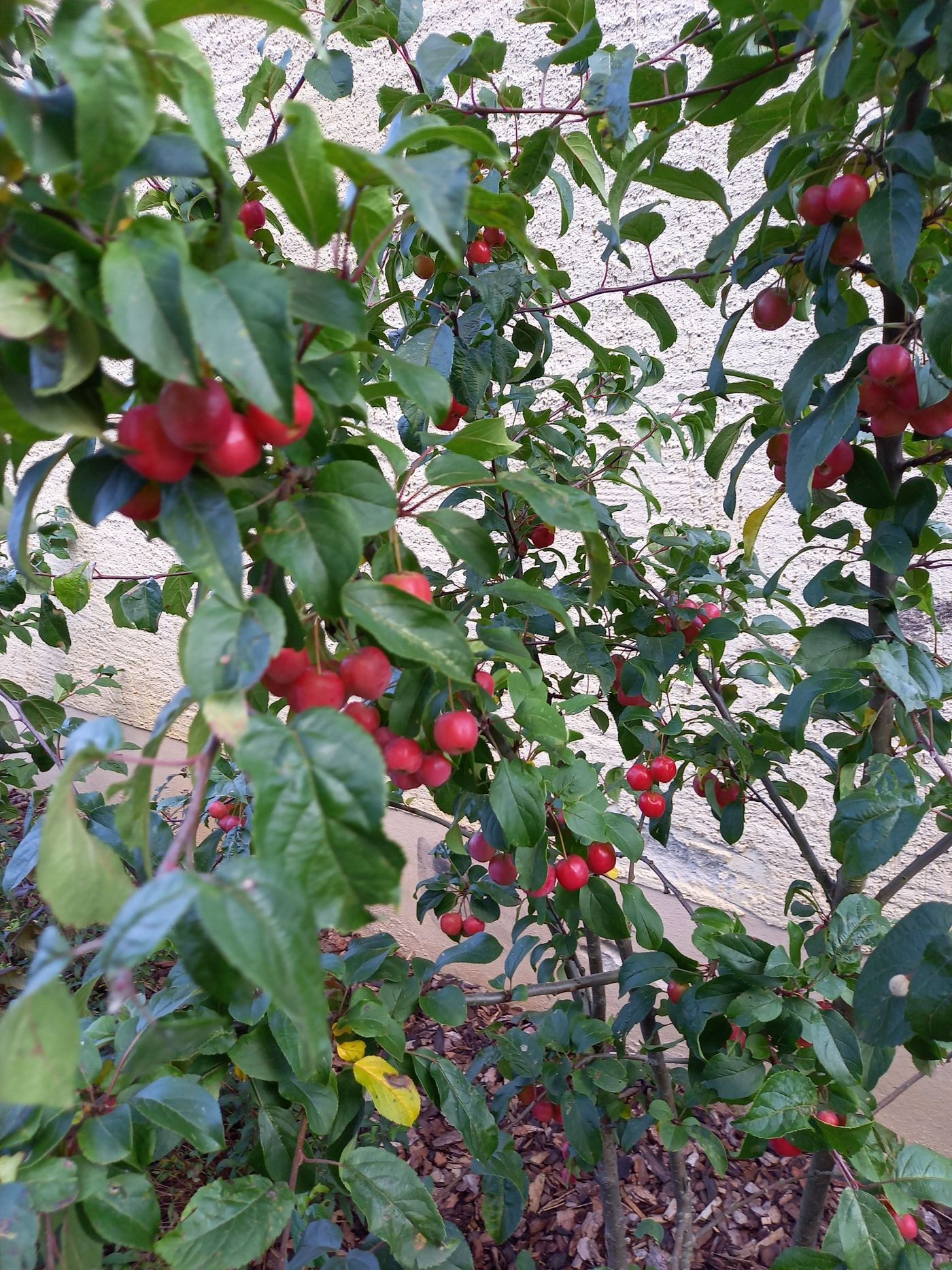 Kirschbaum voller reifer Kirschen