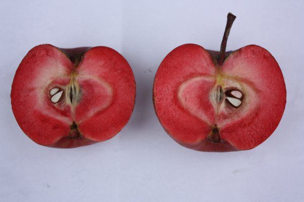 Zierapfel voller roter Früchte