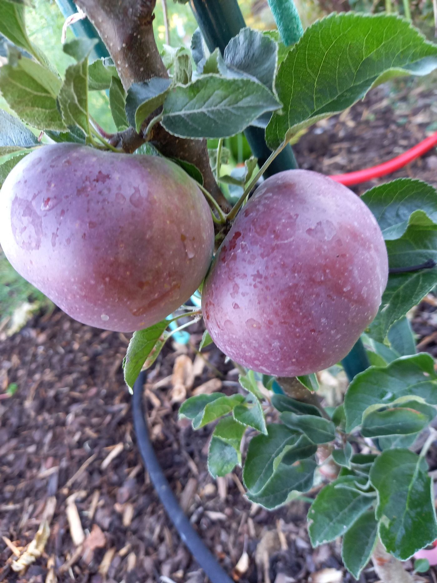 Zwei dunkelrote Äpfel mit Reif