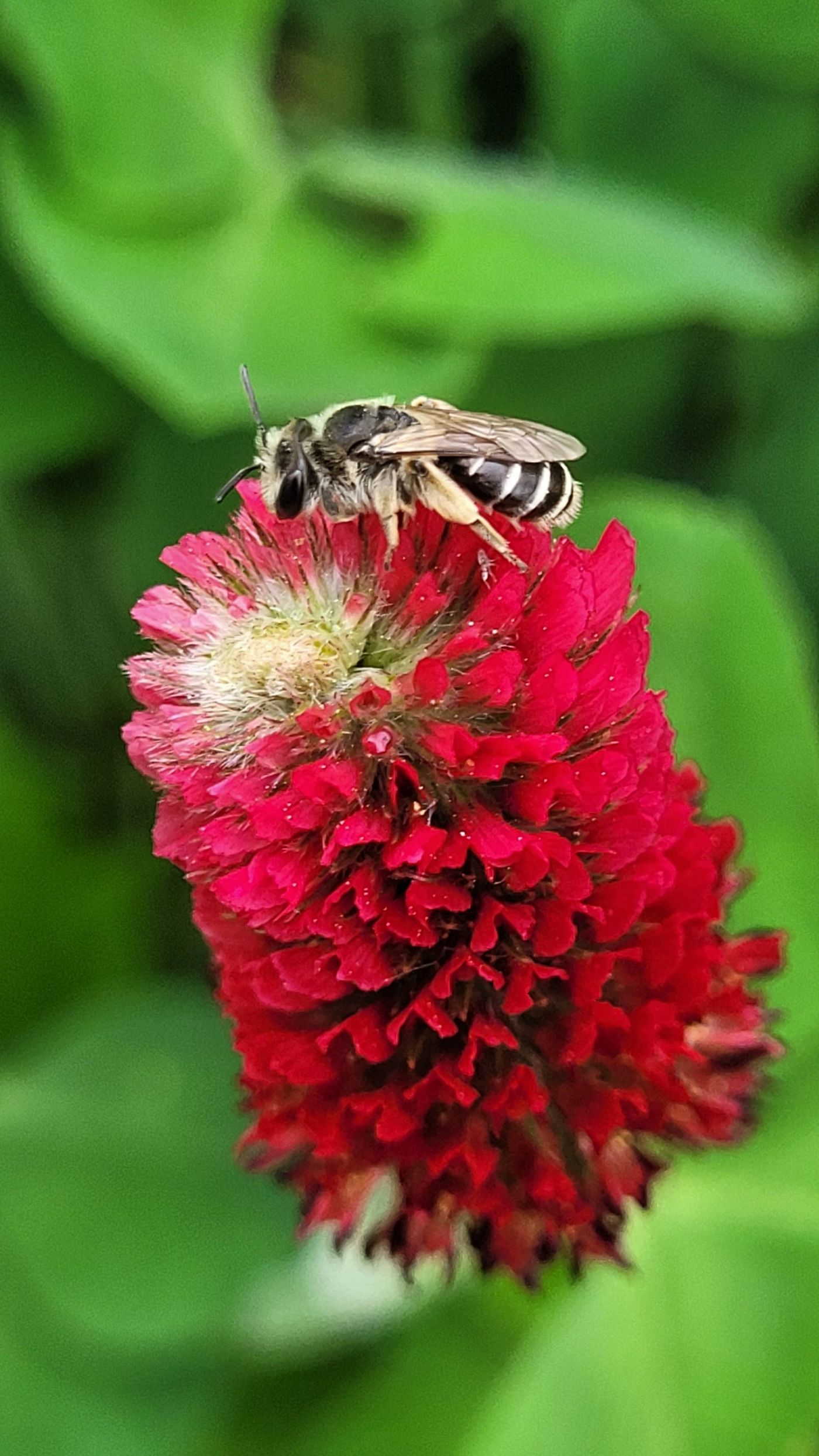 Wildbiene auf einer Blutklee-Blüte