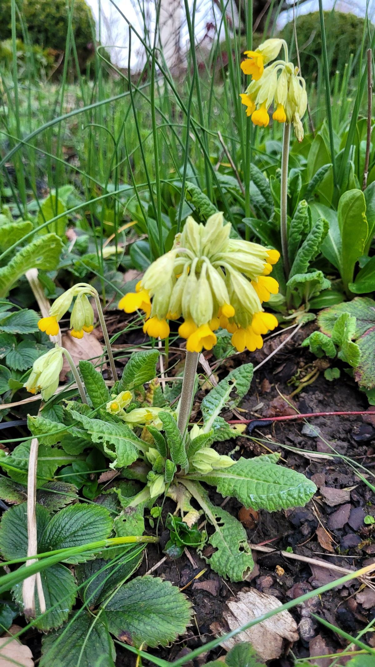 Echte Schlüsselblumen am Gartenrand