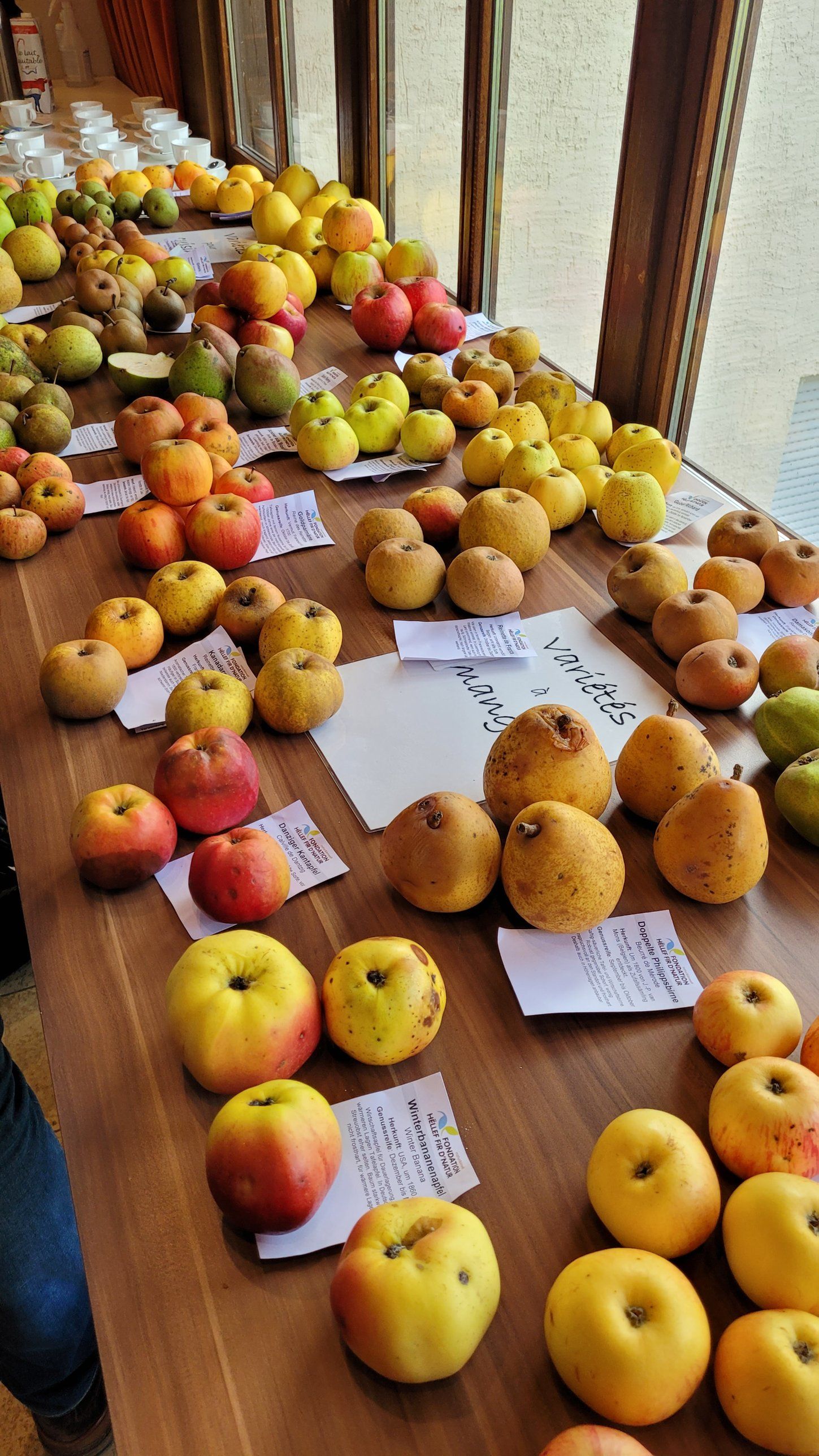 Sortenausstellung mit alten Apfel- und Birnensorten