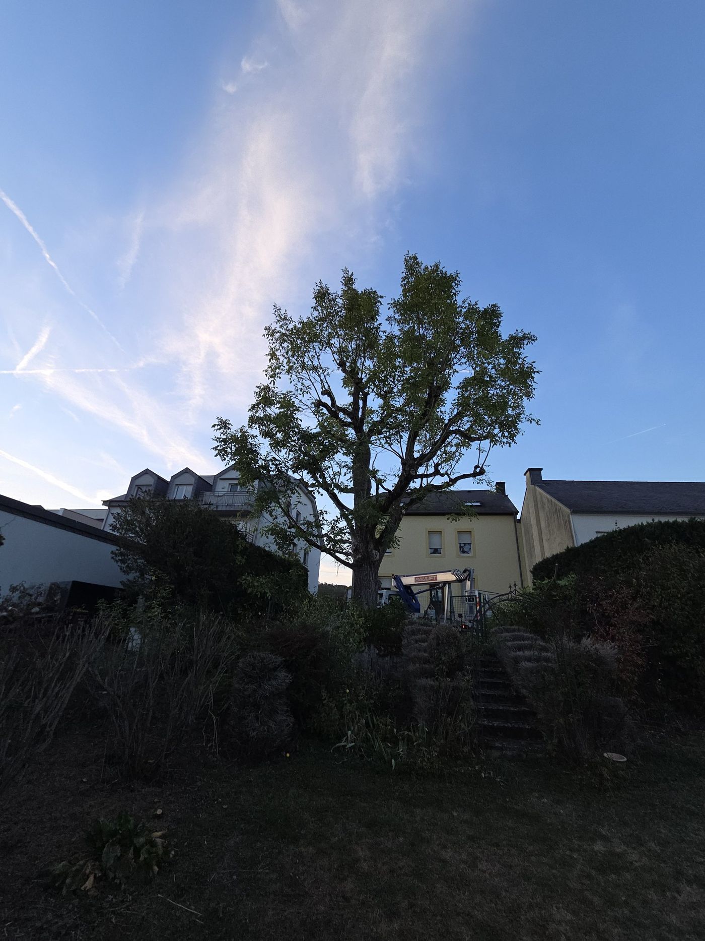 Die Walnuss nach dem Pflegegang, kompakte Krone über dem Garten