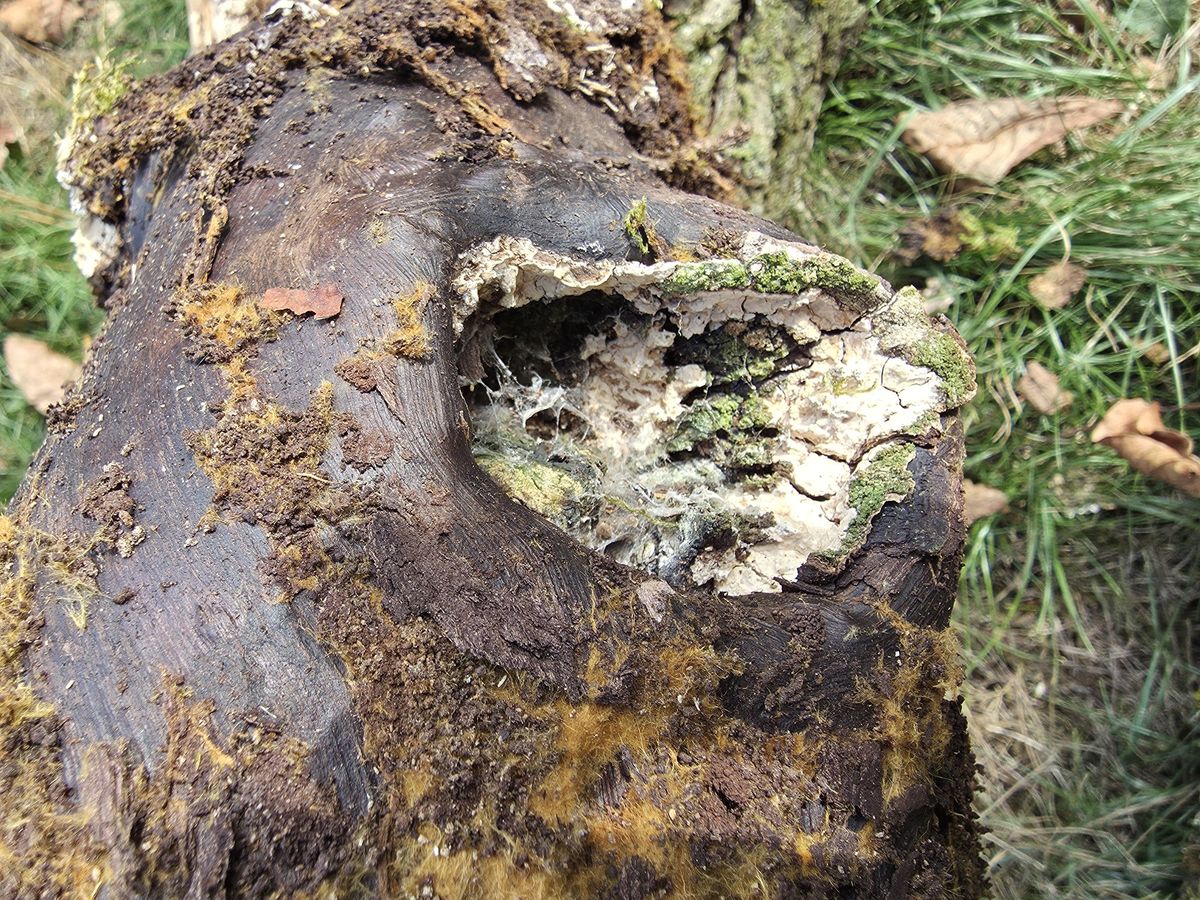 Pilzmyzel im Holz